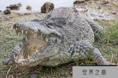 【世界上最大最凶残的鳄鱼，湾鳄体长可达7米】图2