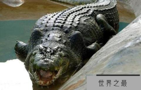 【世界上最大最凶残的鳄鱼，湾鳄体长可达7米】图3