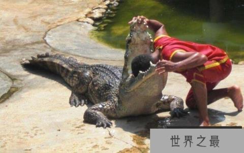 【世界上最大最凶残的鳄鱼，湾鳄体长可达7米】图4