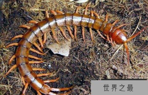 世界上最毒的蜈蚣，哈氏蜈蚣最长达33厘米
