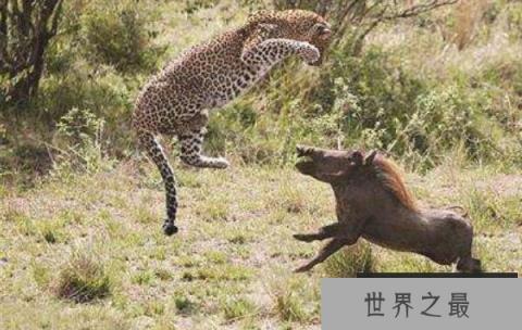 世界上最强悍的猪，巨林猪秒杀猎豹