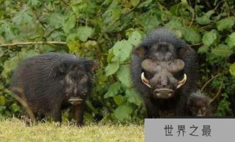 世界上最强悍的猪，巨林猪秒杀猎豹