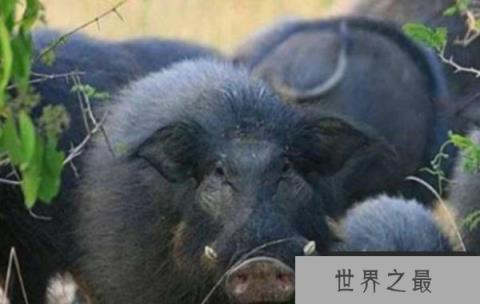 世界上最强悍的猪，巨林猪秒杀猎豹