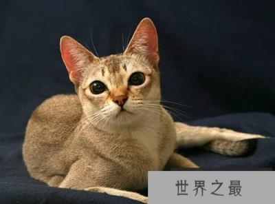世界上最小的猫，新加坡猫体重不足2公斤