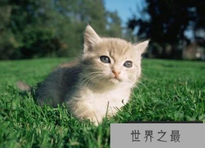 世界上最小的猫，新加坡猫体重不足2公斤