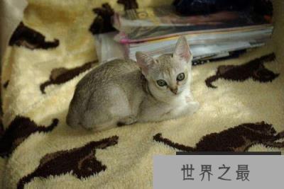 世界上最小的猫，新加坡猫体重不足2公斤