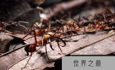 世界上最可怕的蚂蚁,沙漠行军蚁破坏力超强 世界上最可怕的蚂蚁,沙漠行军蚁破坏力超强