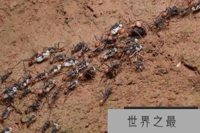 世界上最可怕的蚂蚁,沙漠行军蚁破坏力超强 世界上最可怕的蚂蚁,沙漠行军蚁破坏力超强