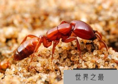 世界上最可怕的蚂蚁,沙漠行军蚁破坏力超强 世界上最可怕的蚂蚁,沙漠行军蚁破坏力超强