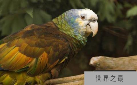 世界上寿命最长的鹦鹉，亚马逊鹦鹉活到104岁