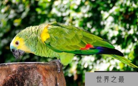 世界上寿命最长的鹦鹉，亚马逊鹦鹉活到104岁