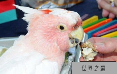 世界上寿命最长的鹦鹉，亚马逊鹦鹉活到104岁