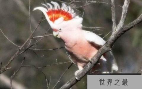 世界上寿命最长的鹦鹉，亚马逊鹦鹉活到104岁