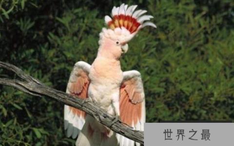 世界上寿命最长的鹦鹉，亚马逊鹦鹉活到104岁