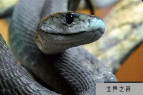 世界上速度最快的蛇 时速可以达到20千米(黑曼巴蛇) 世界上速度最快的蛇 时速可以达到20千米(黑曼巴蛇)