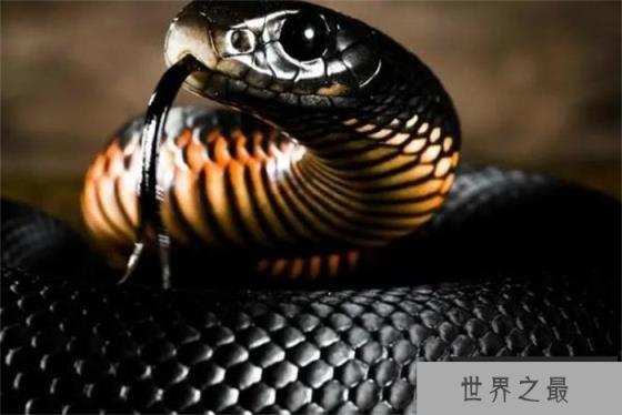 世界上速度最快的蛇 时速可以达到20千米(黑曼巴蛇) 世界上速度最快的蛇 时速可以达到20千米(黑曼巴蛇)