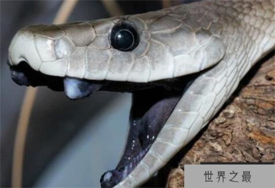 世界上速度最快的蛇 时速可以达到20千米(黑曼巴蛇) 世界上速度最快的蛇 时速可以达到20千米(黑曼巴蛇)