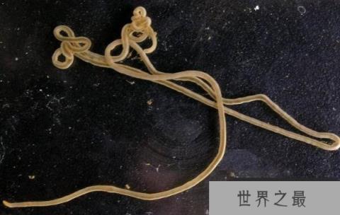 世界上最长的动物，巨纵沟纽虫长度可达55米