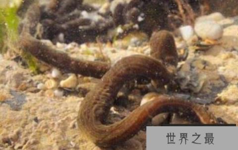世界上最长的动物，巨纵沟纽虫长度可达55米