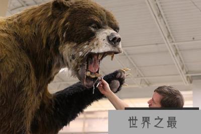 地球上体型最大的熊，巨型短面熊站立高达4.8米