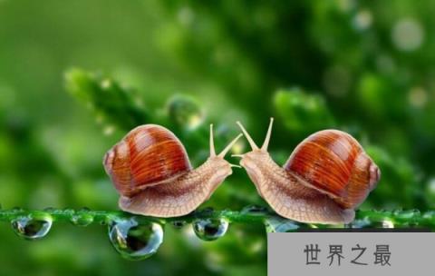 世界上最小的蜗牛，体长只有0.6毫米