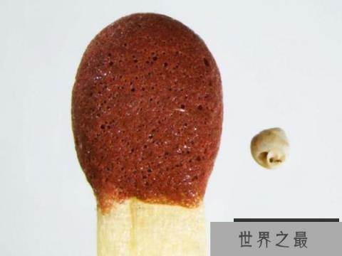 世界上最小的蜗牛，体长只有0.6毫米