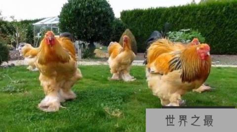 世界上最大的鸡，梵天鸡身高可达1.2米