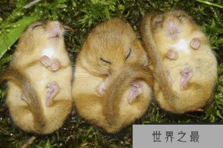 世界上冬眠时间最长的动物，睡鼠冬眠达9个月