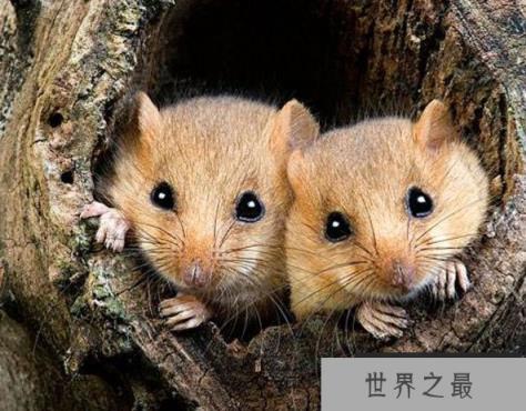 世界上冬眠时间最长的动物，睡鼠冬眠达9个月