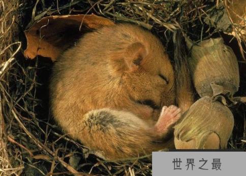 世界上冬眠时间最长的动物，睡鼠冬眠达9个月