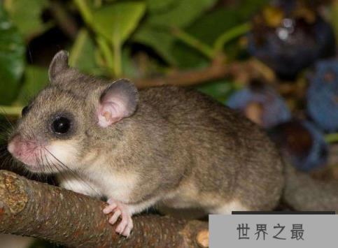 世界上冬眠时间最长的动物，睡鼠冬眠达9个月