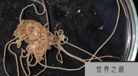 世界上最长的动物，巨纵沟纽虫长度可达55米