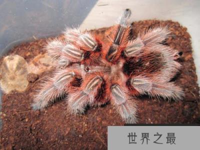 最受欢迎的宠物蜘蛛,智利火玫瑰蜘蛛 最受欢迎的宠物蜘蛛,智利火玫瑰蜘蛛