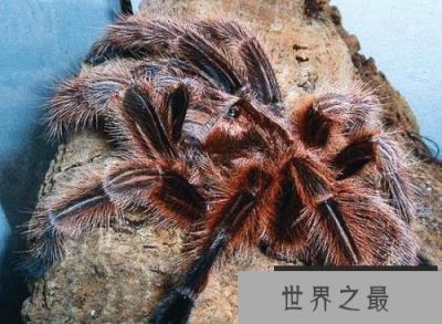 最受欢迎的宠物蜘蛛,智利火玫瑰蜘蛛 最受欢迎的宠物蜘蛛,智利火玫瑰蜘蛛