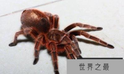 最受欢迎的宠物蜘蛛,智利火玫瑰蜘蛛 最受欢迎的宠物蜘蛛,智利火玫瑰蜘蛛