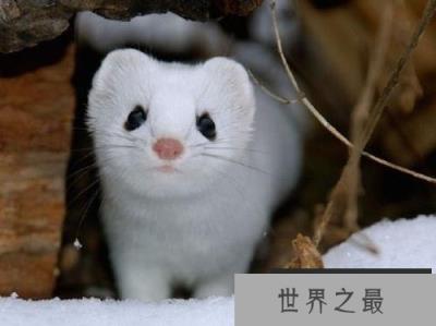 世界上最萌的动物,白鼬全身雪白最出萌 世界上最萌的动物,白鼬全身雪白最出萌