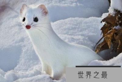 世界上最萌的动物,白鼬全身雪白最出萌 世界上最萌的动物,白鼬全身雪白最出萌