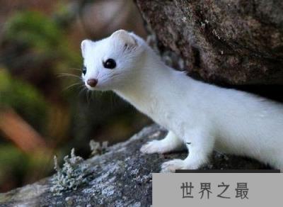 世界上最萌的动物,白鼬全身雪白最出萌 世界上最萌的动物,白鼬全身雪白最出萌