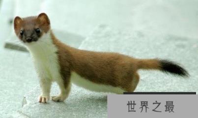 世界上最萌的动物,白鼬全身雪白最出萌 世界上最萌的动物,白鼬全身雪白最出萌