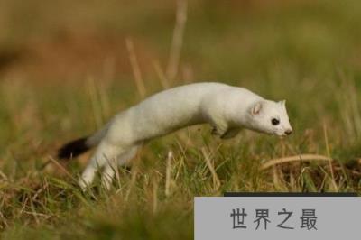 世界上最萌的动物,白鼬全身雪白最出萌 世界上最萌的动物,白鼬全身雪白最出萌