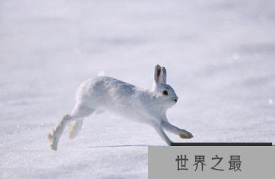 世界上最会变色的兔子，白靴兔自带雪地靴