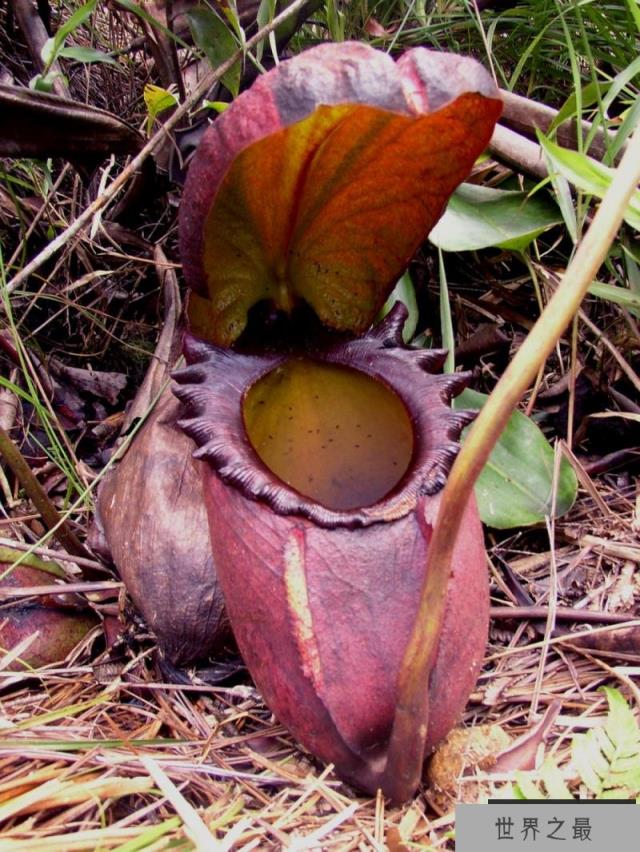 猪笼草不吃虫子改吃屎 竟然过得更好了