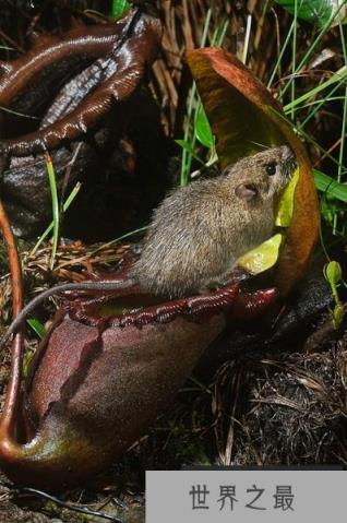 猪笼草不吃虫子改吃屎 竟然过得更好了
