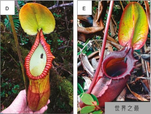 猪笼草不吃虫子改吃屎 竟然过得更好了