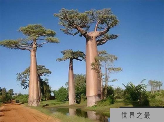 世界上生长最快的树 100米只需几个月(杏仁桉树)