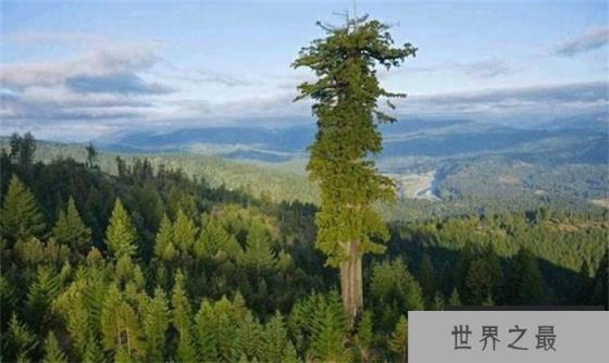 世界上生长最快的树 100米只需几个月(杏仁桉树)