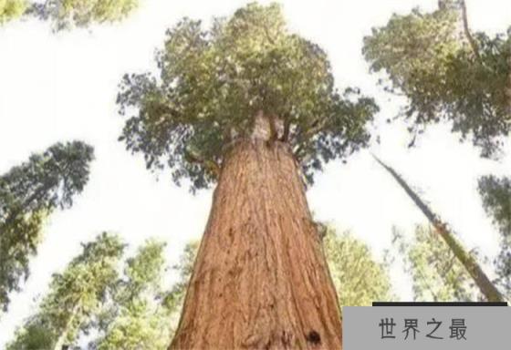 世界上生长最快的树 100米只需几个月(杏仁桉树)