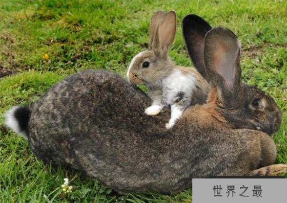 世界最大的兔子 兔子大流士(体长1.22米) 世界最大的兔子 兔子大流士(体长1.22米)