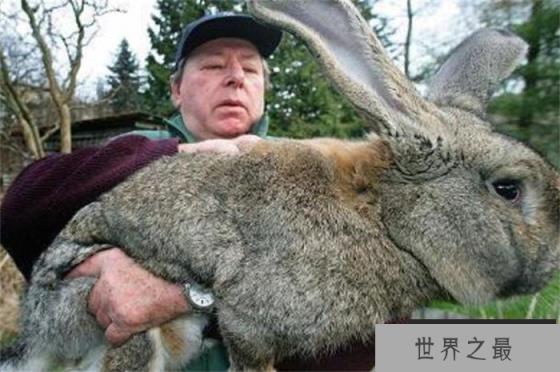 世界最大的兔子 兔子大流士(体长1.22米) 世界最大的兔子 兔子大流士(体长1.22米)