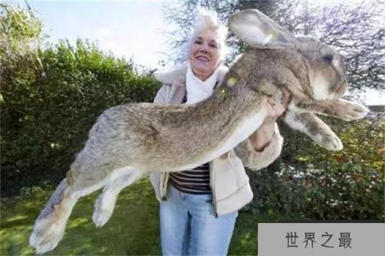 世界最大的兔子 兔子大流士(体长1.22米) 世界最大的兔子 兔子大流士(体长1.22米)